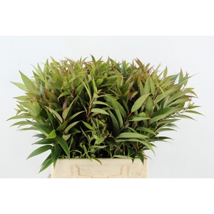 LEUCOTHOE WALTERI R 045CM
