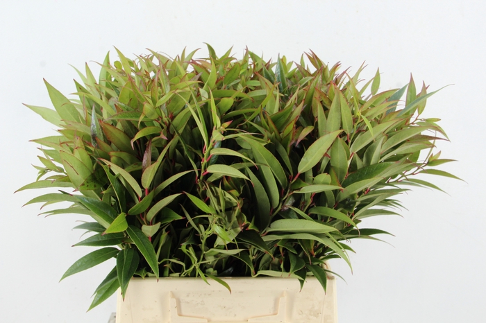 <h4>LEUCOTHOE WALTERI R. 45CM</h4>