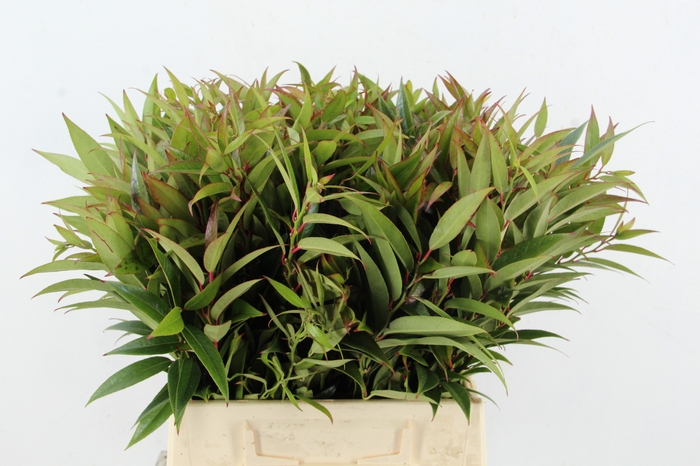 <h4>LEUCOTHOE WALTERI R 045CM</h4>
