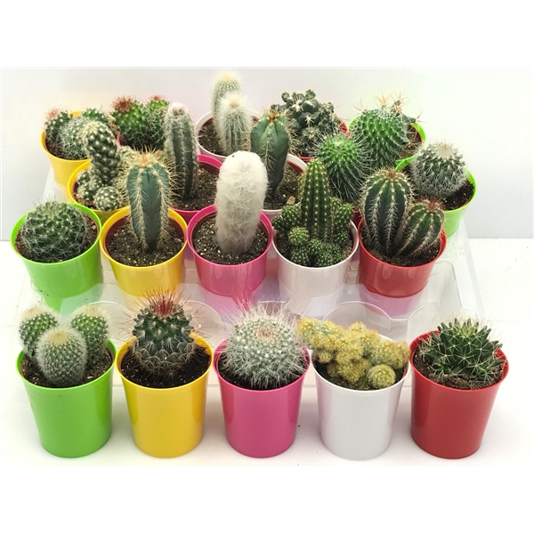 <h4>347 Cactus kameleon pot 6,5 cm</h4>