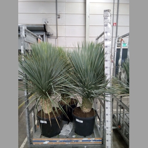 Yucca rostrata