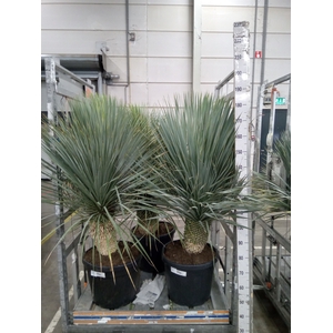 Yucca rostrata