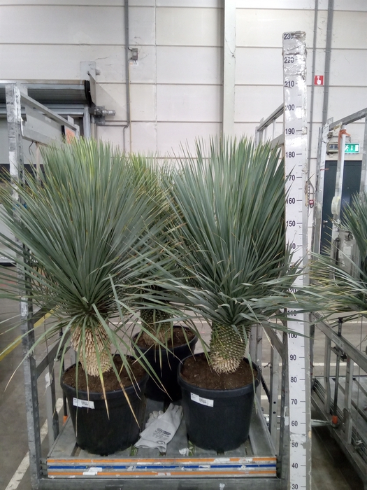 <h4>Yucca rostrata</h4>