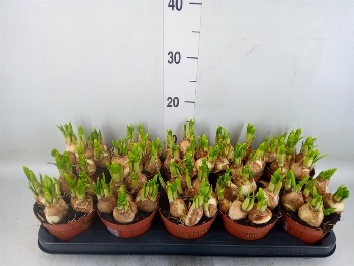 <h4>Narcissus  'Tete a tete'</h4>