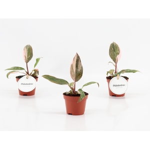 Philodendron Pink Princess