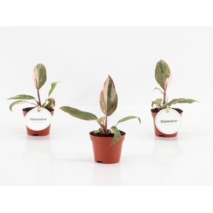 Philodendron Pink Princess