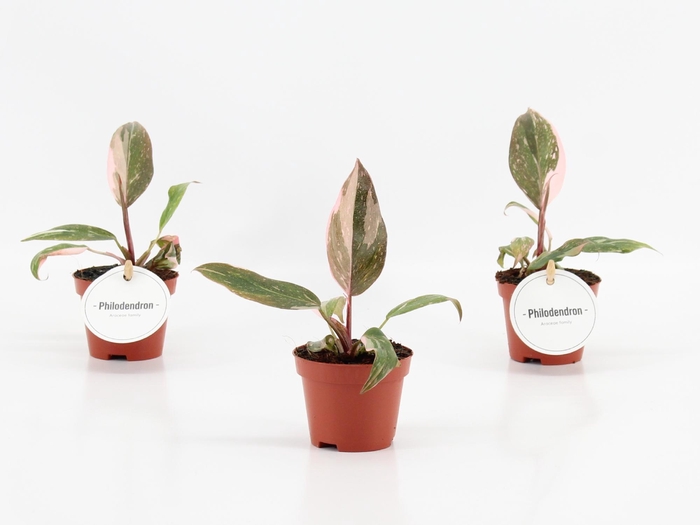 <h4>Philodendron Pink Princess</h4>