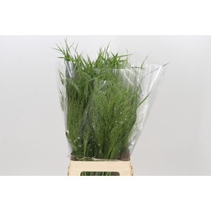 Panicum Fountain