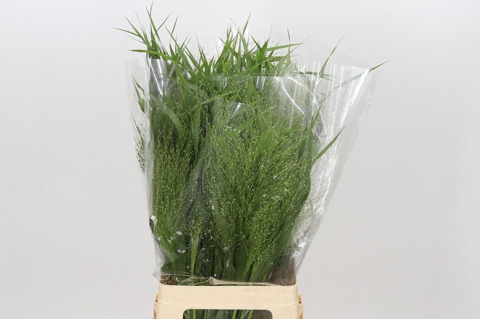 <h4>Panicum Fountain</h4>
