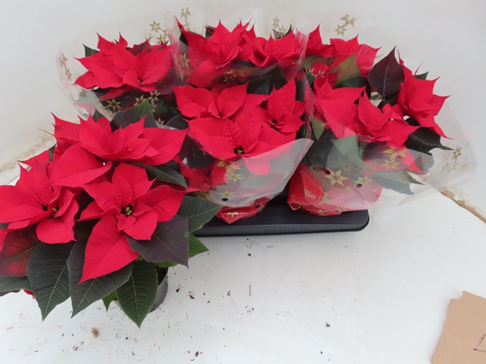 <h4>EUPHOR P CHR F RED</h4>