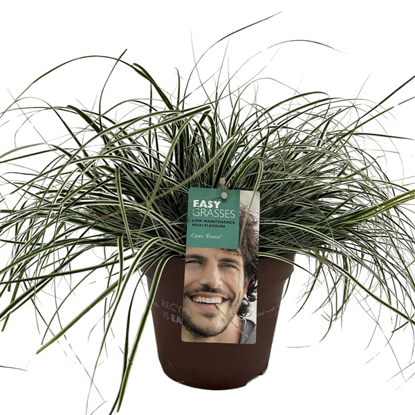 <h4>Carex oshimensis Everest</h4>