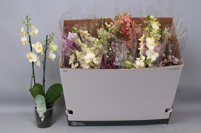 <h4>PHAL MF GEM 5 KL</h4>