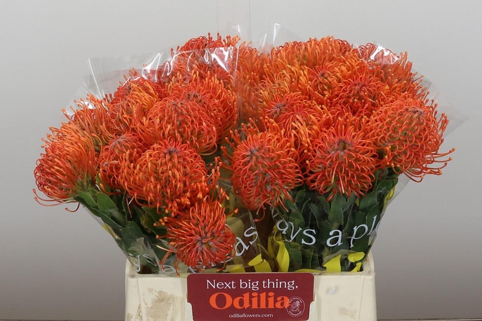 Nutans Ayoba Mandarin Zest