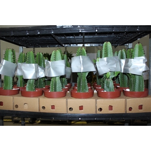 CACTUS EUPHORBIA MANDACARU P17