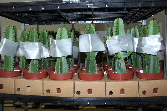 <h4>CACTUS EUPHORBIA MANDACARU P17</h4>
