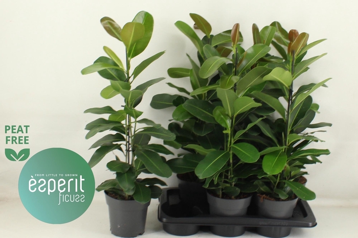 <h4>FIC MI SMILE</h4>