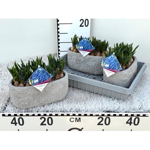 BLOEMBOL MUSCARI