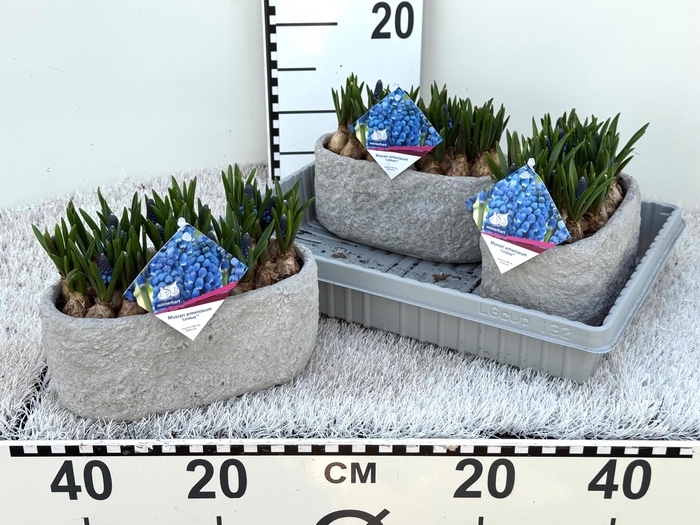 <h4>BLOEMBOL MUSCARI</h4>