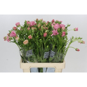 Ranunculus Butterfly Isis