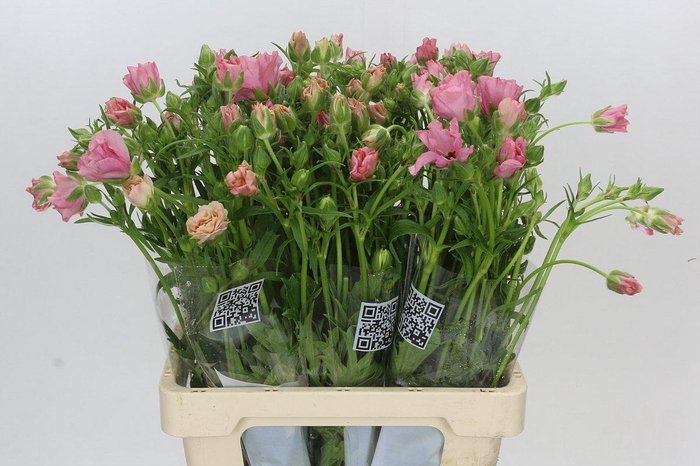 <h4>Ranunculus Butterfly Isis</h4>