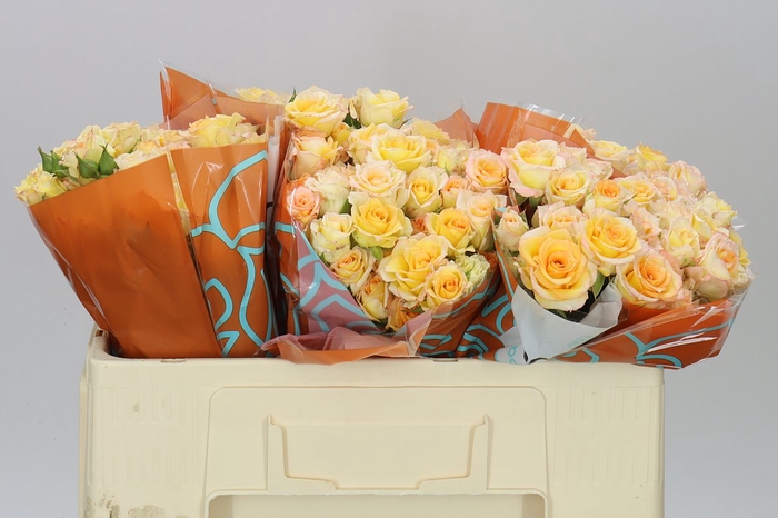 <h4>Rosa Tr Sweet Chablis</h4>