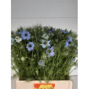Nige D Ov Blauw Bs