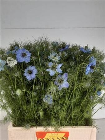 <h4>Nige D Ov Blauw Bs</h4>