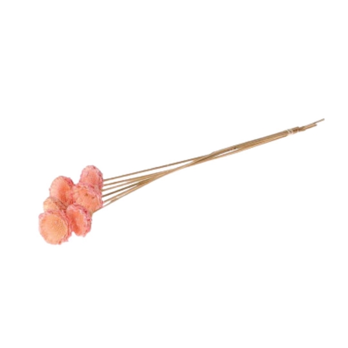 <h4>Sticks 50cm Protea 6cm</h4>