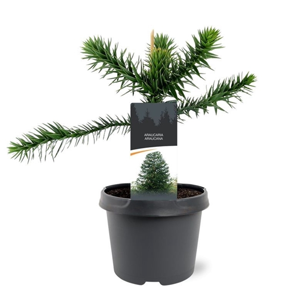 <h4>Araucaria araucana</h4>