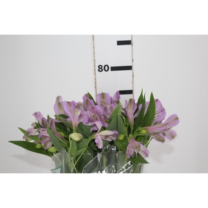 ALSTROEMERIA PLATINA 080 CM