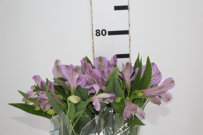 <h4>ALSTROEMERIA PLATINA 080 CM</h4>