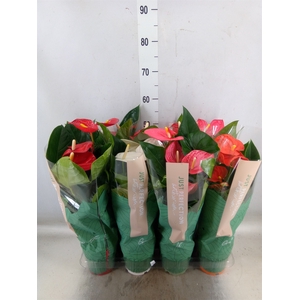 Anthurium   ...mix