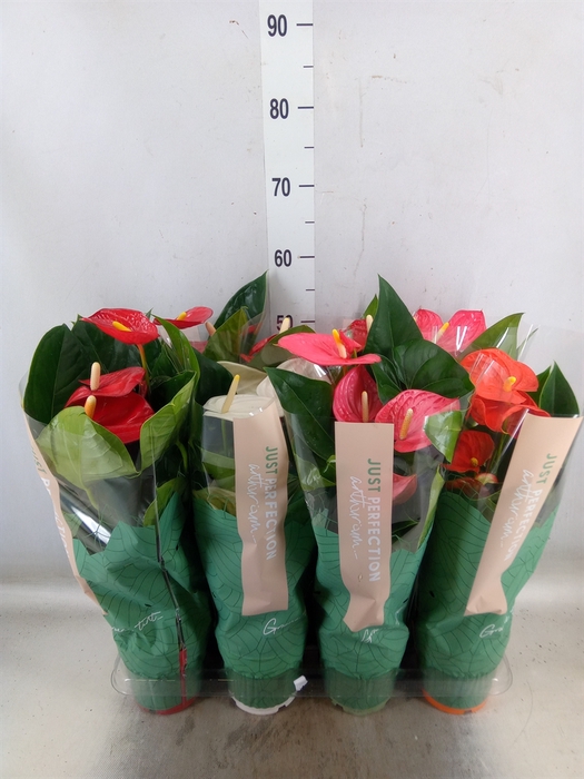 <h4>Anthurium   ...mix</h4>