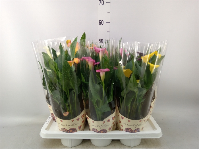 <h4>Zantedeschia   ...</h4>