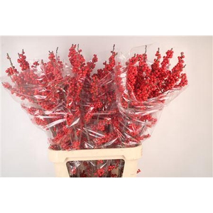 Ilex Verticilata Red