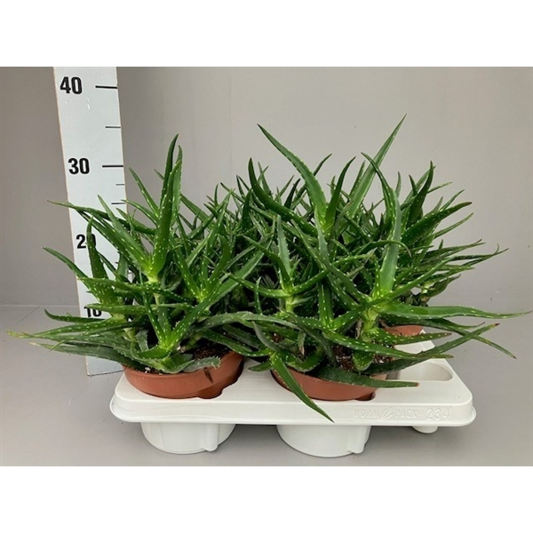 <h4>Aloe kedongensis</h4>