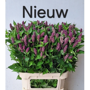 AGASTACHE OV