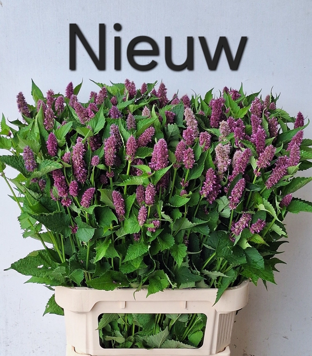 <h4>Agastache Overig MTS Kwinten</h4>