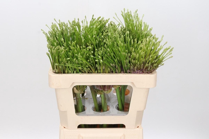 <h4>Allium Schubertii</h4>