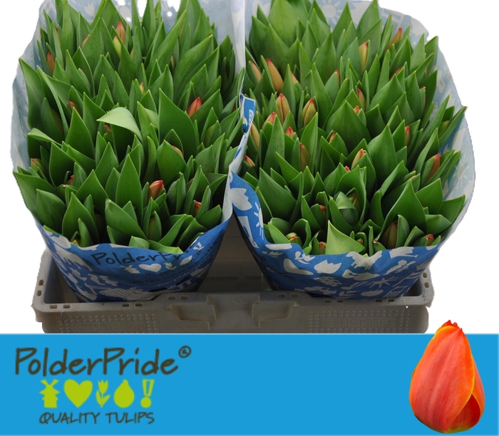 <h4>TU EN AD REM</h4>