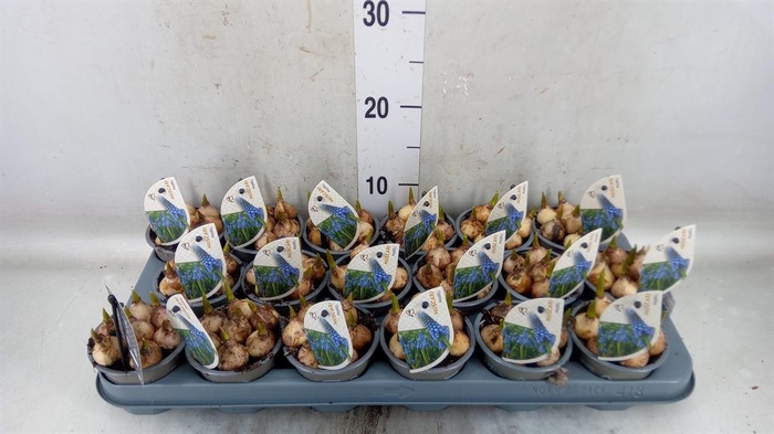 <h4>Muscari   ...</h4>