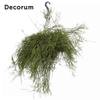 Rhipsalis ewaldiana XXL