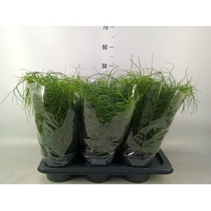 Rhipsalis baccifera 'Oasis'