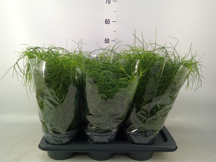 <h4>Rhipsalis baccifera 'Oasis'</h4>