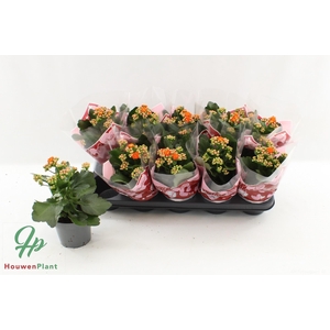 KAL GE PERFECTA ORAN