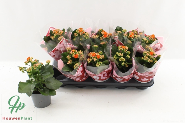 <h4>KAL GE PERFECTA ORAN</h4>