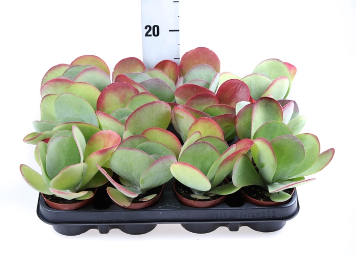 <h4>Kalanchoe NF thyrsiflora 'Red Lips'</h4>