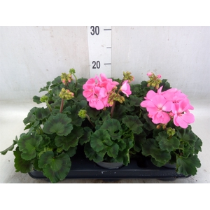 Pelargonium zona.   ...F1
