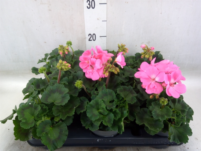 <h4>Pelargonium zona.   ...F1</h4>