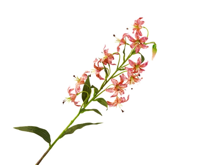 Lilium Botanical Pink
